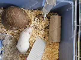 Syrian hamster