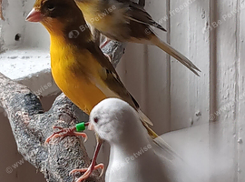 Canaries x4
