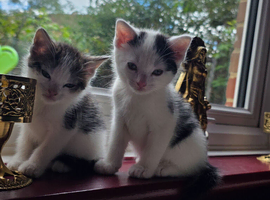 4 Part Bengal kittens Ready Now