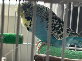 2 exhibition  budgies with brand new cages