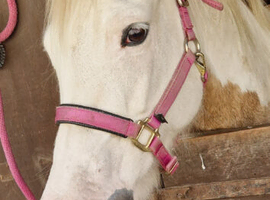 15.2hh