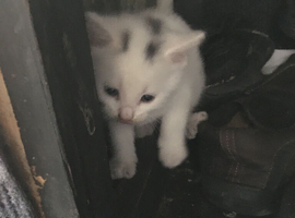 5  Kittens, 3 weeks old ,&pound;100 Each