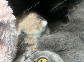Stunning British Shorthair Kittens