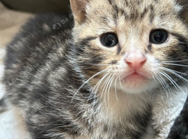 Kittens