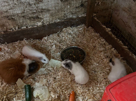 Female guinea pigs