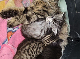 3 beautiful male kittens