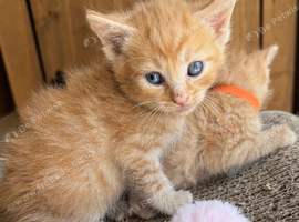 FULL GINGER KITTENS AND GREY TABBY KITTENS TO RESERVE