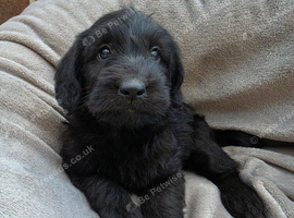 F1 labradoodles