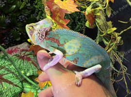 Male and female pied yemen chameleons