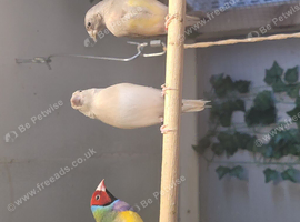 gouldian finch