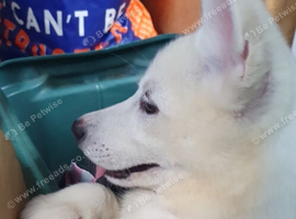 12 Week old female White Husky Pups. Can be walked this Friday!