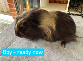Baby guinea pigs