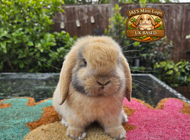 Baby boy mini lop brothers