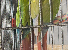 Breading pair of Conures