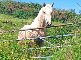 Stunning sec c filly Palomino with 4 equal whites
