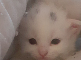 One white female kitten
