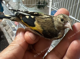 Beautiful young goldfinch&rsquo;s