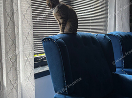 Neutered female small cat for rehoming