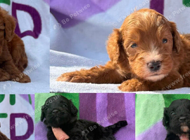 F1 small mini cockapoos various colours 30 dna health tested clear