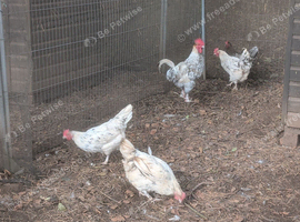 Splash maran breeding group