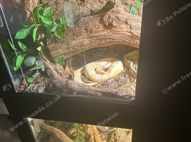 lavender albino royal and 3x3x2 vivarium setup