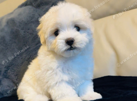 Beautiful Maltese puppy last girl