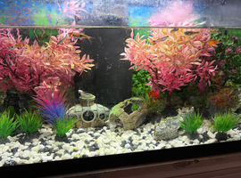 Fish tanks with fish, pleco and shrimp