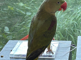 Male young alexandrine