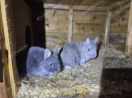 Squirrel netherland dwarf doe and blue fox buck kit