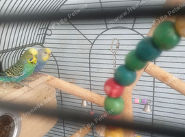 Budgies
