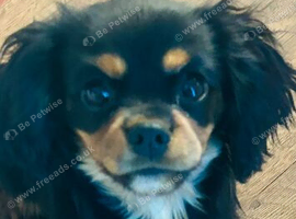 King Charles spaniel
