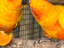 Birds