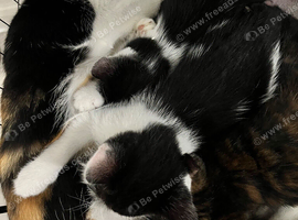 2 lovely kittens