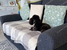 Toy Poodle