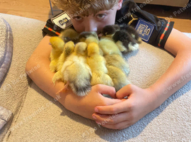 Muscovy ducklings &pound;5 each