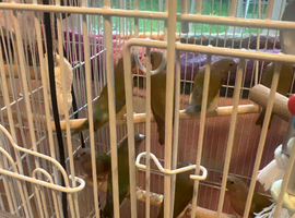 Gouldian Finches
