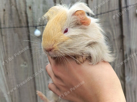 Female babies and male guinea pigs