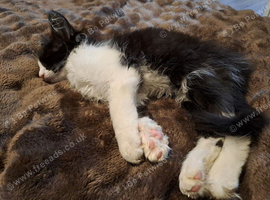 Kitten