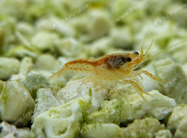 Blue Crayfish Babies 1 + 4 Free, 12 GBP
