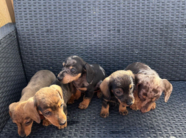 Miniature Dapple Puppts