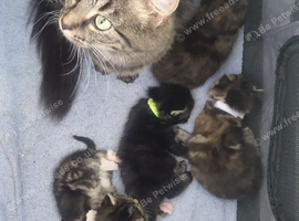 Maine coon x tabby