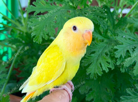Baby love birds
