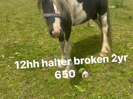 BEAUTIFUL HALTER BROKEN PONY