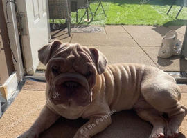 Lovely French bull dog rope (male)