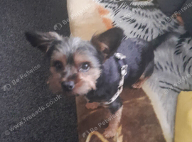 Dog