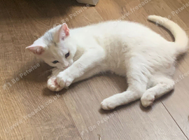 British shorthair cross kittens