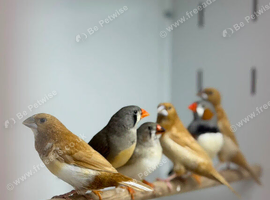 Zebra finches