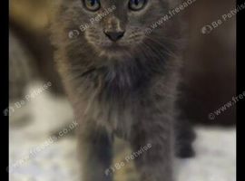 Maine coon