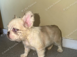 FLUFFY FRENCH BULLDOG