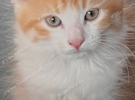 Gorgeous Siberian cross kittens ready to leave now